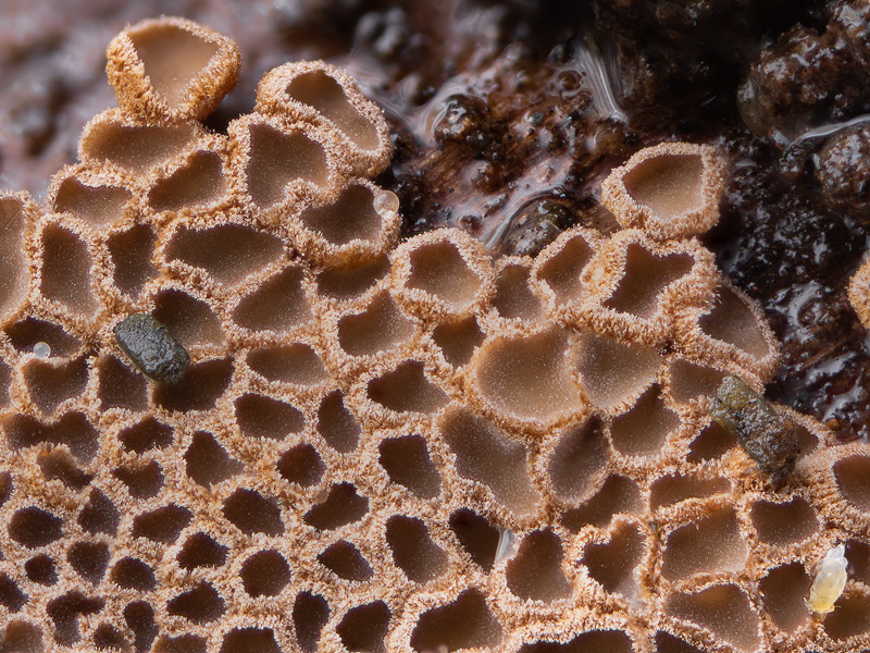 Merismodes confusa